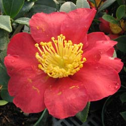 Christmas Camellia 'Yuletide'